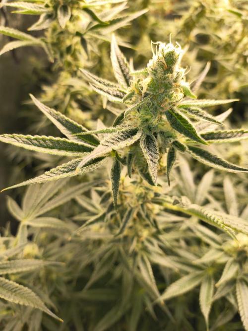 Sugarcane In House Genetics. Week 5