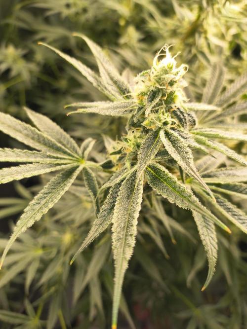 Sugarcane In House Genetics. Week 5