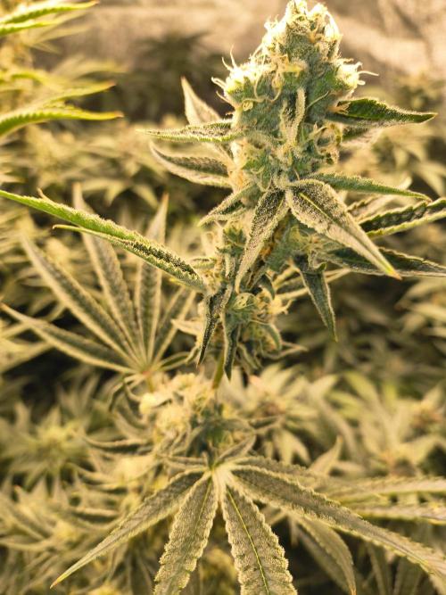 Sugarcane In House Genetics. Week 5