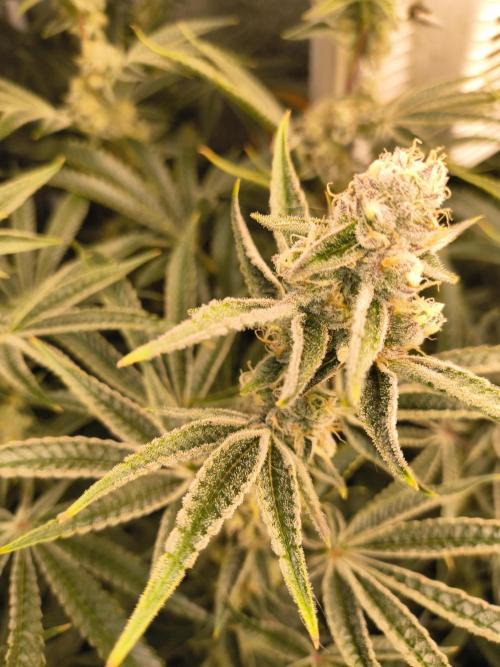 Sugarcane In House Genetics. Week 5