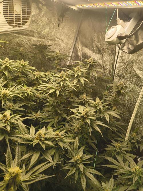 Blackcherry Twist In House Genetics. Week 4