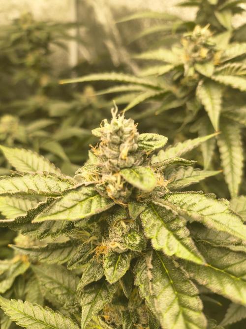 Blackcherry Twist In House Genetics. Week 4