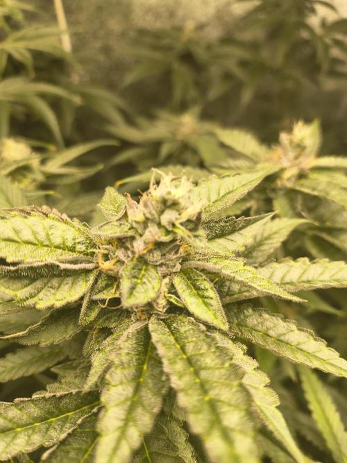 Blackcherry Twist In House Genetics. Week 4