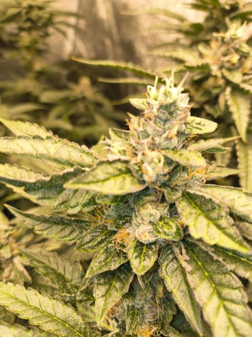 Blackcherry Twist In House Genetics. Week 5