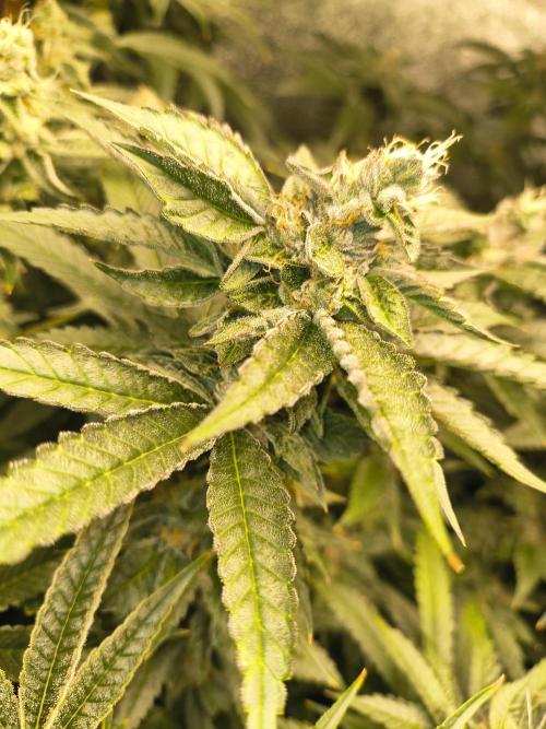 Blackcherry Twist In House Genetics. Week 5