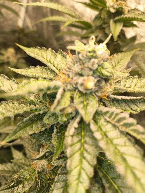 Blackcherry Twist In House Genetics. Week 5