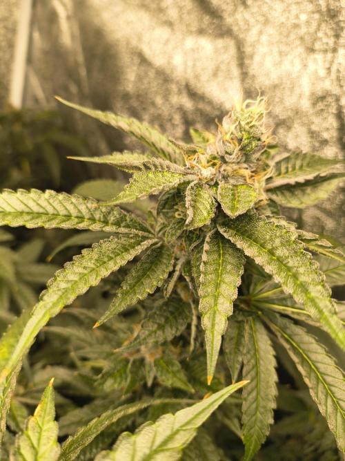 Blackcherry Twist In House Genetics. Week 5