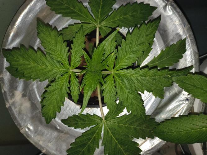 Peach Crescendos Ethos Genetics. Week 2