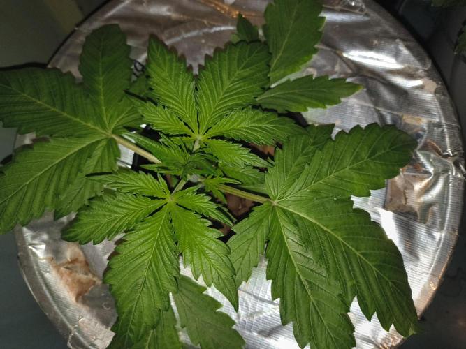 Peach Crescendos Ethos Genetics. Week 2