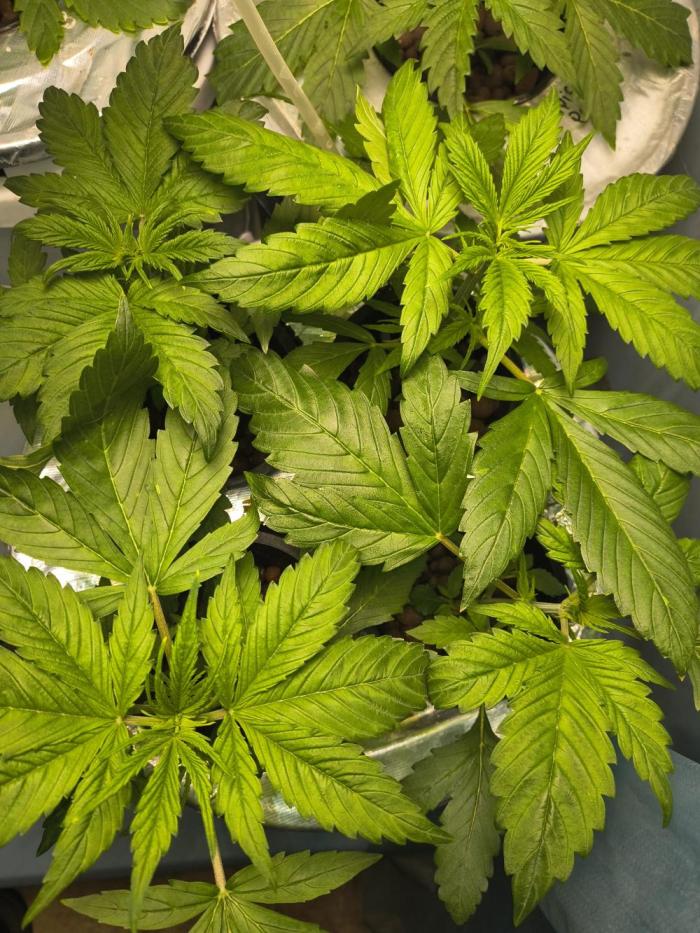 Krazy K's Purple Strawberry Cheesecake. Week 2