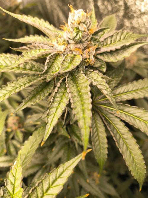 Blackcherry Twist In House Genetics. Week 7