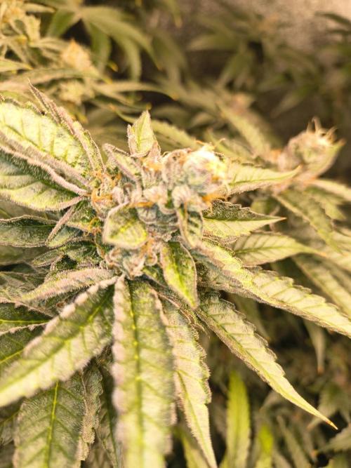 Blackcherry Twist In House Genetics. Week 7