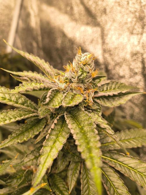 Blackcherry Twist In House Genetics. Week 7