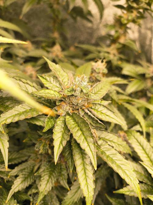 Blackcherry Twist In House Genetics. Week 7