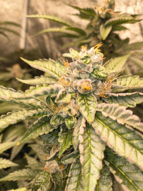 Blackcherry Twist In House Genetics. Week 7