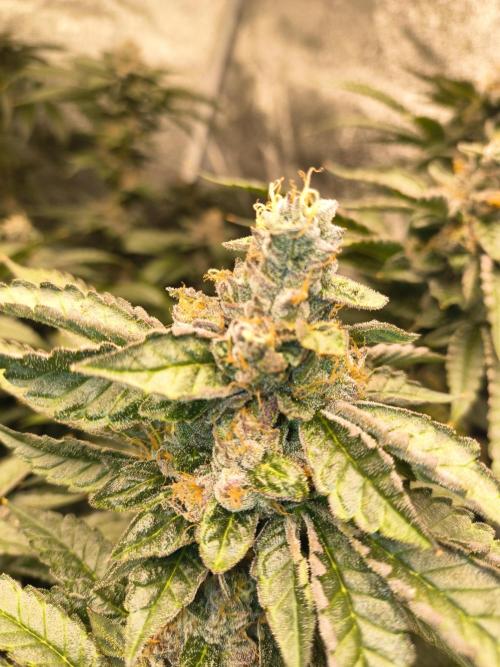 Blackcherry Twist In House Genetics. Week 7