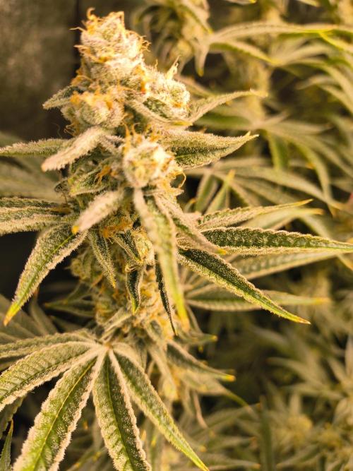 Sugarcane In House Genetics. Week 7