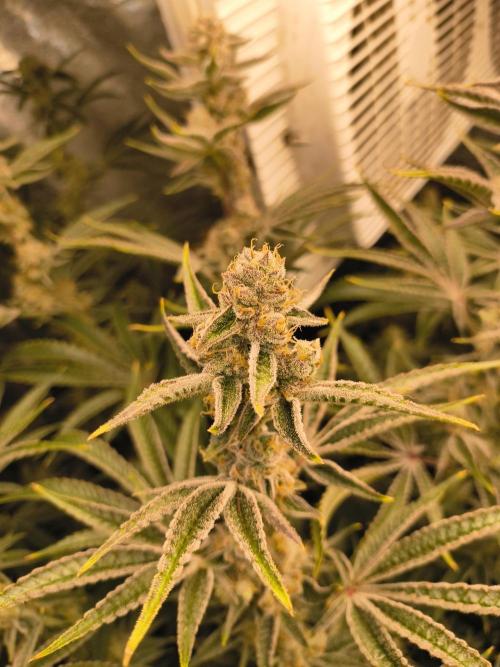 Sugarcane In House Genetics. Week 7