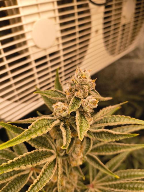 Sugarcane In House Genetics. Week 7