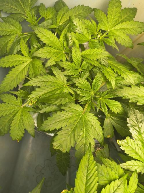 Peach Crescendos Ethos Genetics. Week 3