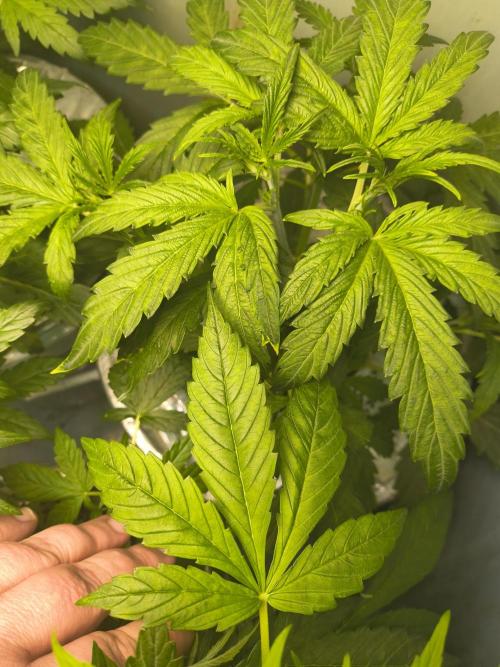 Peach Crescendos Ethos Genetics. Week 3