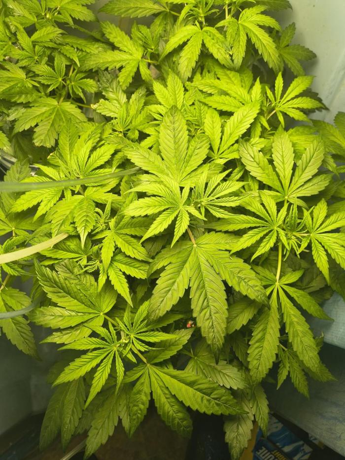 Krazy K's Purple Strawberry Cheesecake. Week 3