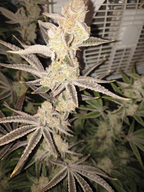 Sugarcane In House Genetics. Week 8