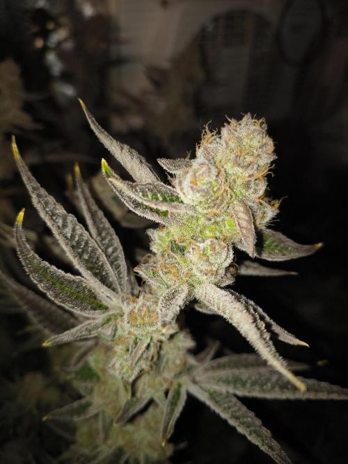 Sugarcane In House Genetics. Week 8