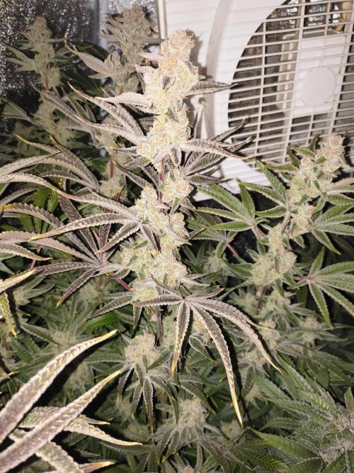 Sugarcane In House Genetics. Week 8