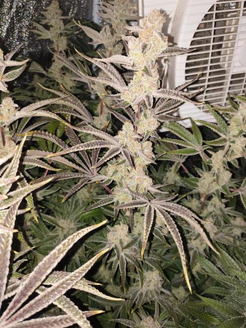 Sugarcane In House Genetics. Week 8