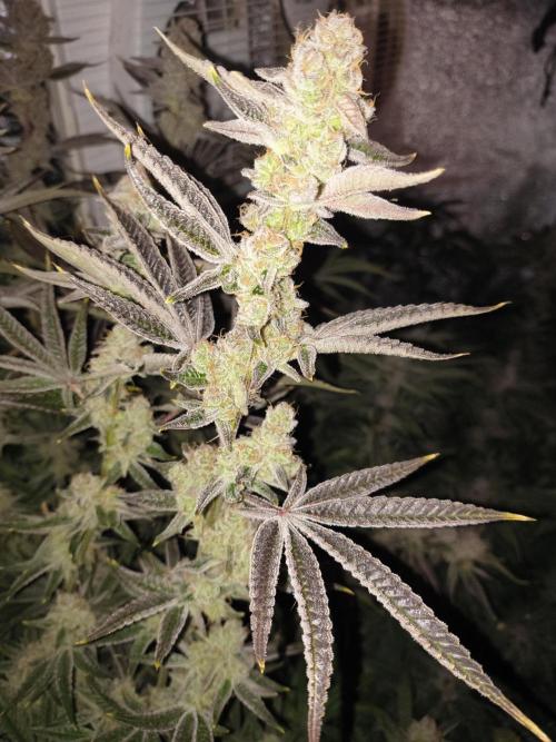 Sugarcane In House Genetics. Week 8