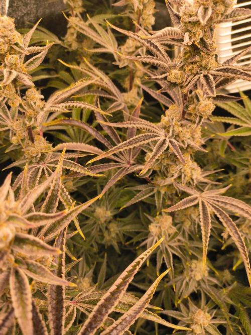 Sugarcane In House Genetics. Week 8