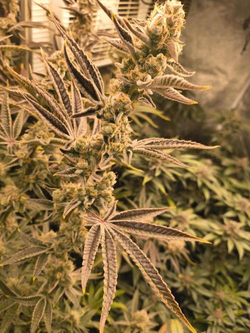 Sugarcane In House Genetics. Week 8