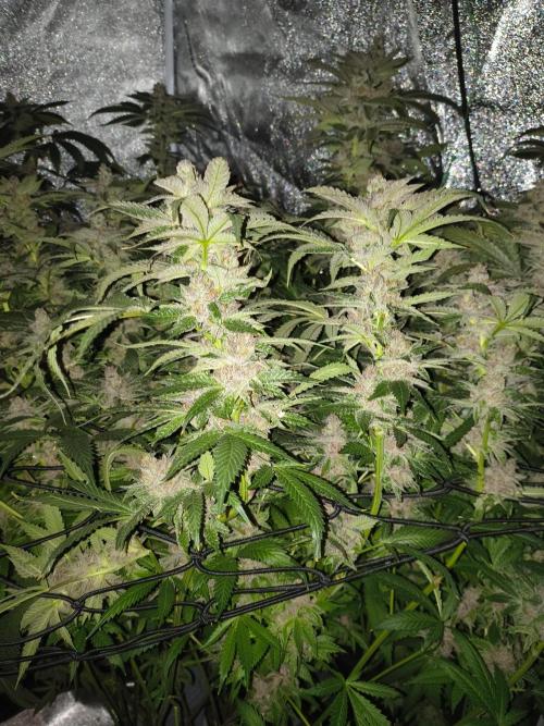 Blackcherry Twist In House Genetics. Week 8