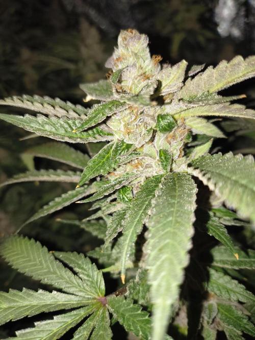 Blackcherry Twist In House Genetics. Week 8