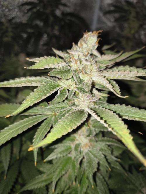 Blackcherry Twist In House Genetics. Week 8