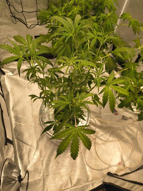 Peach Crescendos Ethos Genetics. Week 4