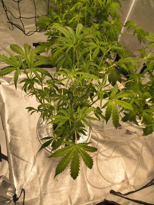 Peach Crescendos Ethos Genetics. Week 4