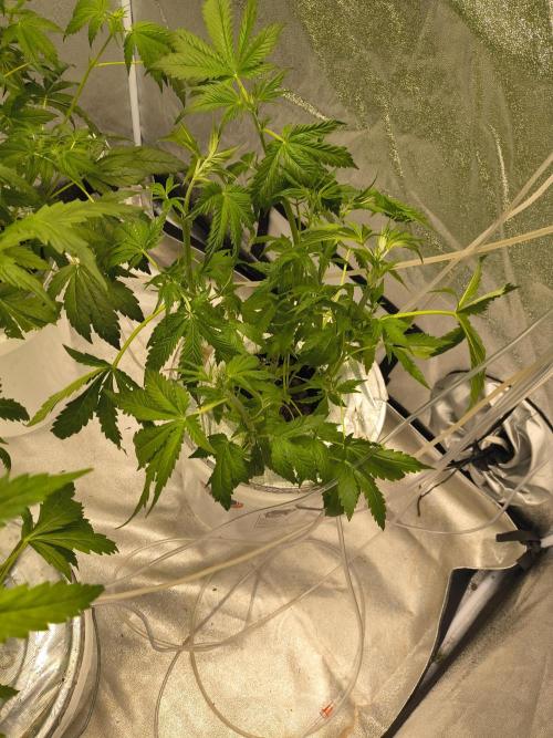 Peach Crescendos Ethos Genetics. Week 4