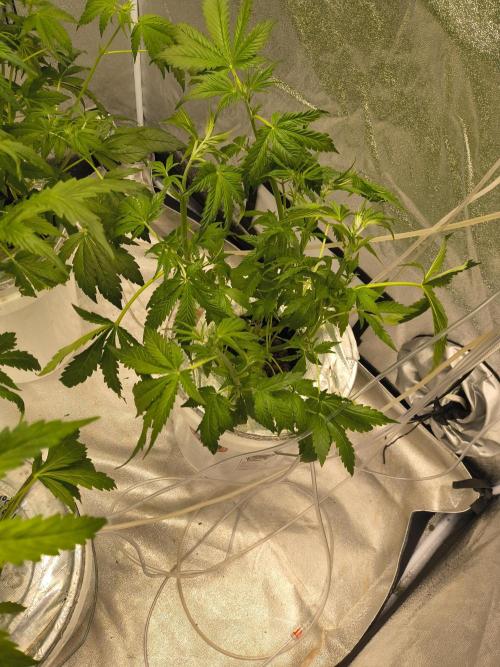 Peach Crescendos Ethos Genetics. Week 4