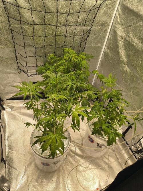 Peach Crescendos Ethos Genetics. Week 4