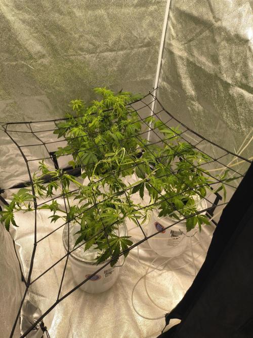 Peach Crescendos Ethos Genetics. Week 4