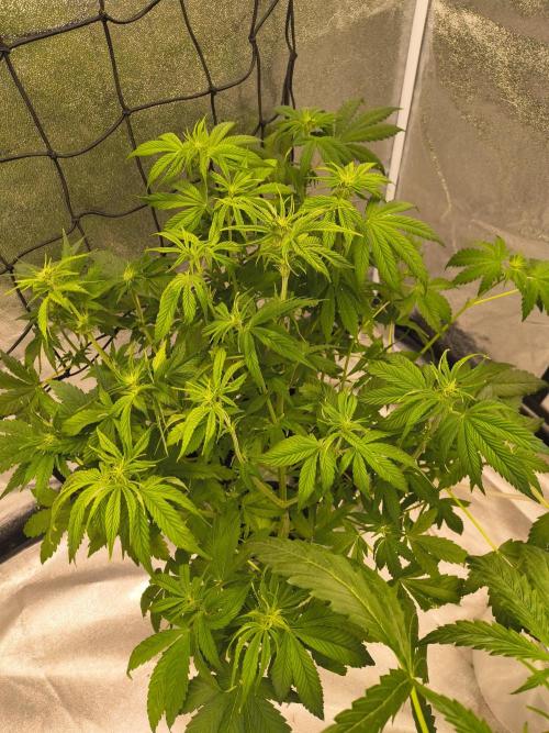 Krazy K's Purple Strawberry Cheesecake. Week 4