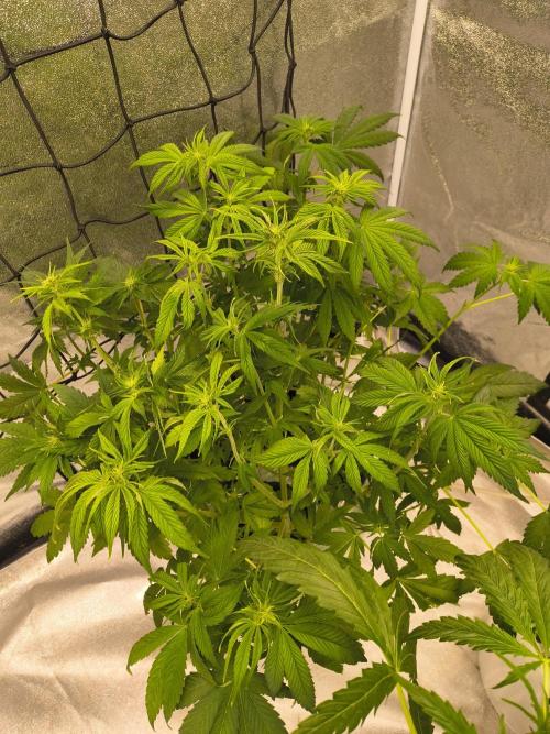 Krazy K's Purple Strawberry Cheesecake. Week 4