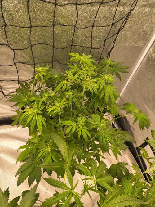 Krazy K's Purple Strawberry Cheesecake. Week 4