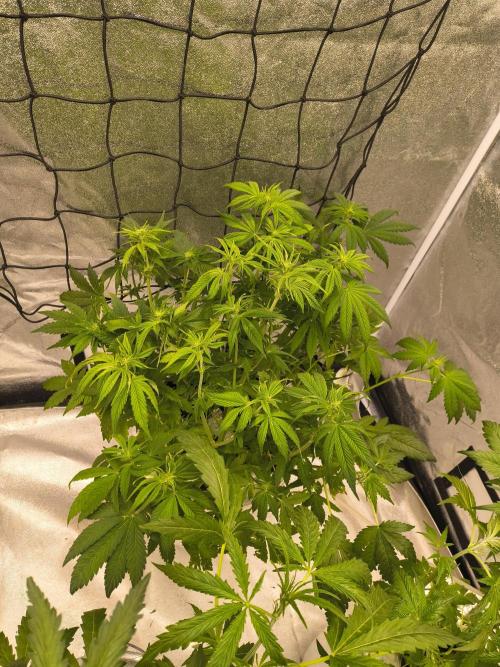 Krazy K's Purple Strawberry Cheesecake. Week 4