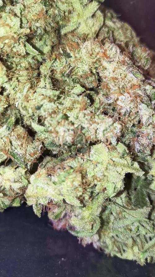 Sugarcane In House Genetics