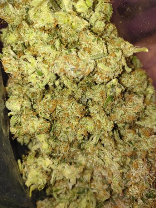 Sugarcane In House Genetics. Week 9