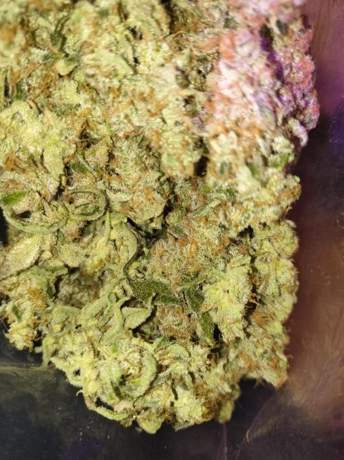 Sugarcane In House Genetics. Week 9