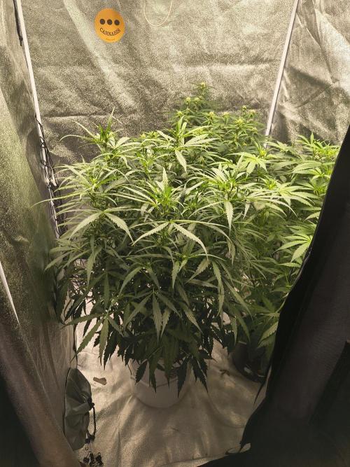 Peach Crescendos Ethos Genetics. Week 5